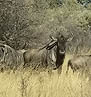 Blue Wildebeest