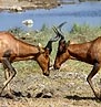 Hartebeest