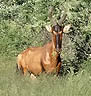 Red Hartebeest