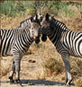 Burchell Zebra