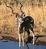 Kudu