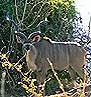 Kudu