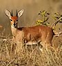 Steenbok