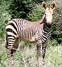 Zebra