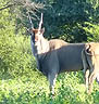 Eland