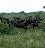 Blue Wildebeest