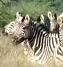 Burchell Zebra