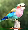 Lilac-breasted Roller